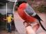 Vom Leser gerettet: Armer Tolpatsch-Vogel klatscht gegen Scheibe